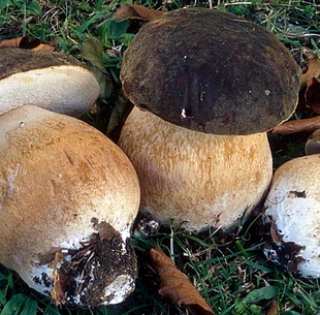 Cépes, Champignons des bois