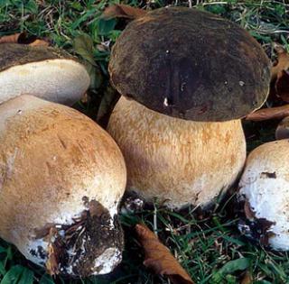 Cépes, Champignons des bois