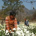 Grossiste de plantes médicinales