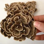 Grossiste exportateur de champignons séchés