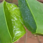ALOE VERA BIO
