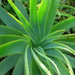 ALOE VERA BIO