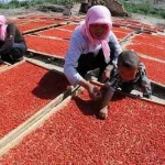 Grossiste exportateur de baies de goji du Ningxia 