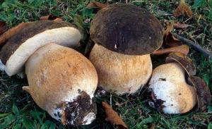 Cépes, Champignons des bois
