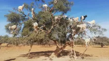Chèvres perchées dans un arganier au Maroc