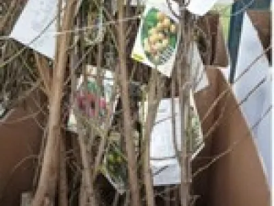 lot d'arbres fruitiers
