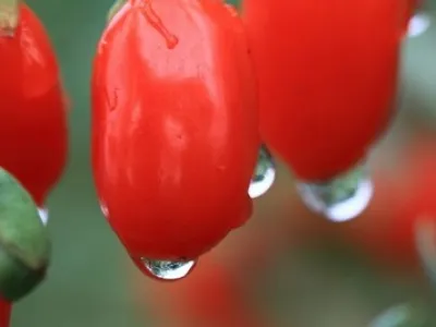 Grossiste exportateur de baies de goji du Ningxia 