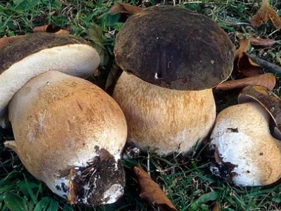 Cépes, Champignons des bois
