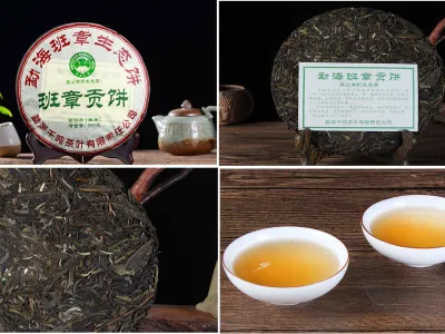 Grossiste galette Puer Cru Bio Banzhang