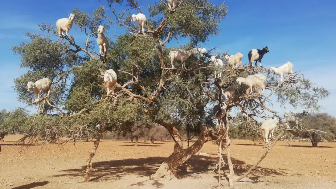 Chèvres perchées dans un arganier au Maroc