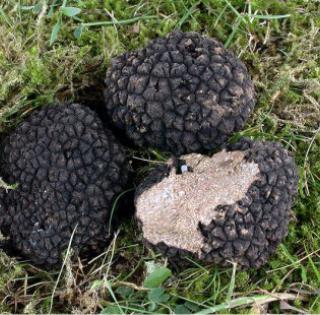 Truffes,  Truffes noires,  Truffes blanches