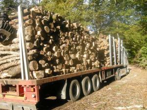 Promo de bois de chauffage pour tout usage